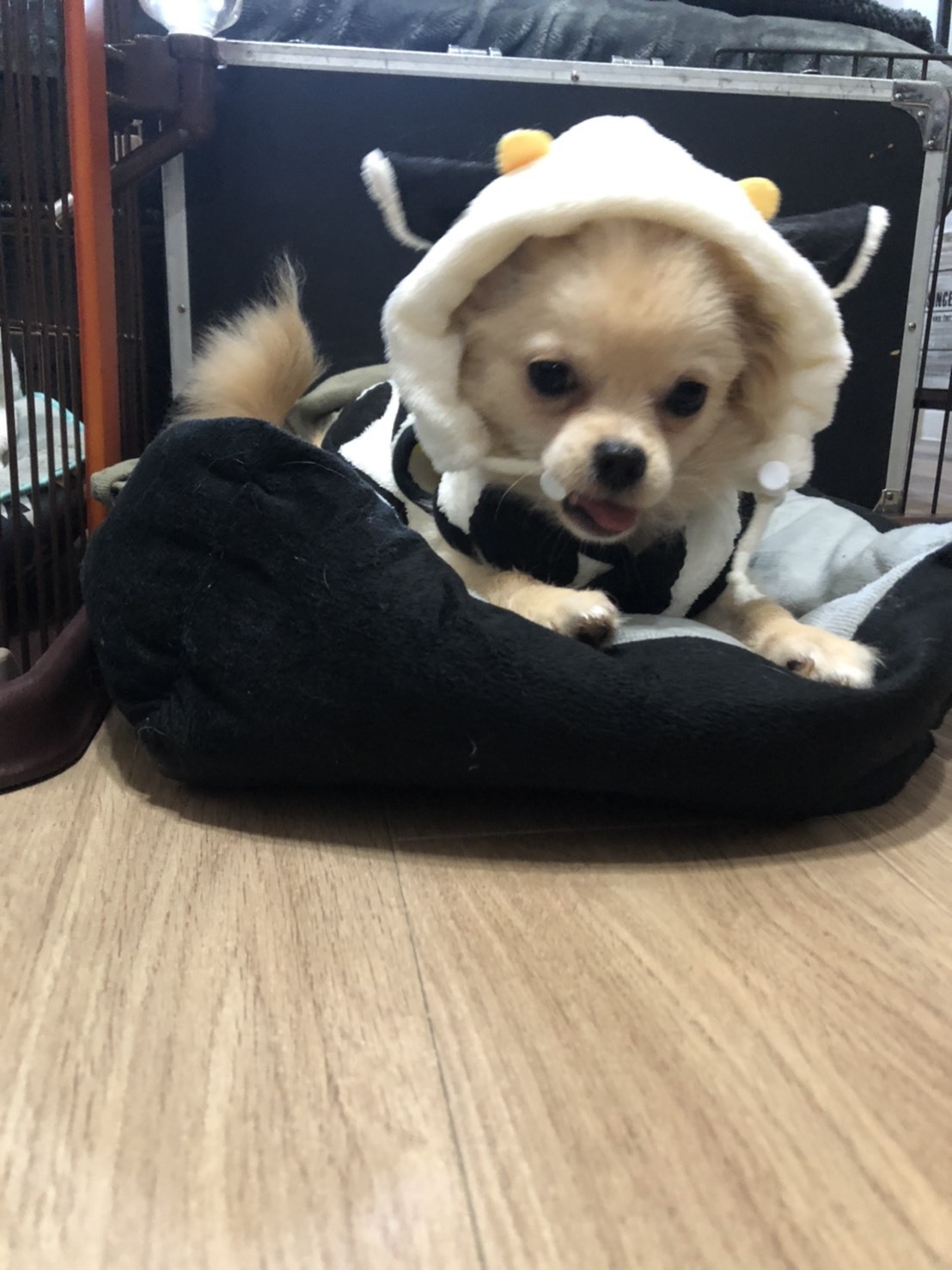丑年